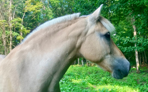 Billy at the barn