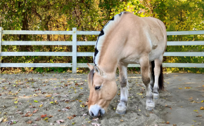 niel, a tan horse, outside at The Bridge Center